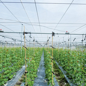 Invernadero de Película de Alta Eficiencia de un Solo Tramo para el Cultivo de Pepinos en la Agricultura Europea - Product Image 6