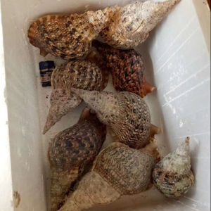 Hermosa concha de trompeta de Vietnam para la decoración de estudios de yoga y salas de meditación, con sonidos tranquilos de la naturaleza marina. - Product Image 4