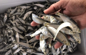 Le meilleur vendeur 100% hareng séché naturel-Fruits de mer vietnamiens de qualité supérieure au meilleur prix - Product Image 6