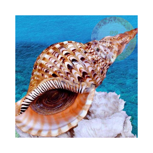 Coquilles d'escargot de trompette décoratives | Belles coquilles naturelles pour les mariages, les événements et la décoration intérieure - Product Image 4