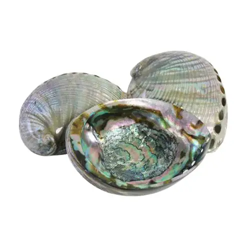 Abalone shell ABALONE SHELLは、市場の顧客に人気があり、広く使用されている高品質の製品です