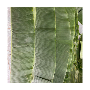 ใบกล้วยสดใบใหญ่สำหรับห่ออาหารผลิตภัณฑ์เป็นมิตรต่อสิ่งแวดล้อม - Product Image 1