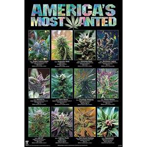 America's Most Wanted <b>Poster</b> Modern Design Style Black Frame Paper Material Marijuana Strains Wall Art - Product Image 2