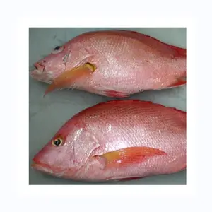Poisson de dorade noire congelé de qualité supérieure de qualité supérieure poisson de dorade noire congelé individuel de qualité supérieure poisson de dorade de haute qualité poisson de daurade de haute qualité fis