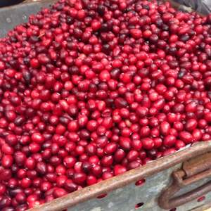 Fruits de canneberges frais de qualité supérieure en gros, maturité 80-95%, calibre 10-20mm, 950kg - Product Image 4