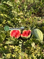 Graines hybrides de pastèque Dragon F1 de haute qualité, pureté 99,9 %, germination 85 %, origine Pakistan