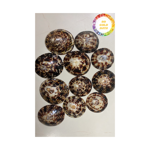 Coquillage polonais fait à la main du Vietnam Forme naturelle unique pour la conception artistique et l'artisanat de souvenirs - Product Image 2