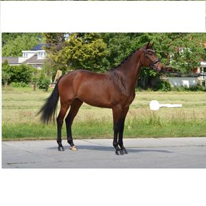 Bride en cuir de cheval de qualité supérieure en cuir véritable marron FABRICANT de bride de cheval de bonne qualité Genuin de haute qualité - Product Image 6