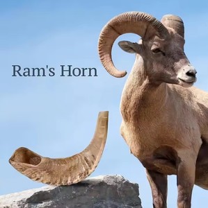 Fournisseurs de gros Corne de Shofar de Ram naturelle à des fins religieuses juives Meilleures cornes de Shofar de Humran Export - Product Image 1