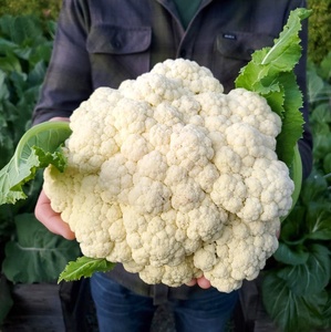 COLIFLOR BLANCA BOTÁNICA/ETIQUETA LIMPIA/VIDA VEGANA - Product Image 5