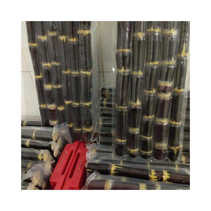 Caña de azúcar congelada, piezas cortadas de caña de azúcar congelada IQF para procesamiento de jugo, caña dulce Natural envasada al vacío a granel - Product Image 3