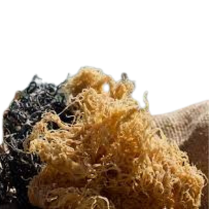 ALGODÓN EUCHEUMA DE ALTA CALIDAD/MUSGO DEL MAR DE VIETNAM/EMPAQUETADO A PETICIÓN - Product Image 3