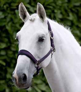 Collar de Caballo Inglés Tradicional Premium, Diseño Resistente para Montar a Caballo al Aire Libre y Saltar Obstáculos, Servicio OEM - Product Image 1