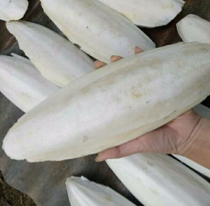 วัสดุเปลือกปลาหมึกแห้งคุณภาพดีจากเวียดนาม เหมาะสำหรับงานขัดเงา การขึ้นรูปด้วยศิลปะ และการผลิตในสตูดิโอหัตถกรรม - Product Image 5