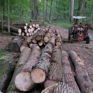 Bûches de bois, bois de teck, bûches de bois de chêne disponibles - Product Image 5