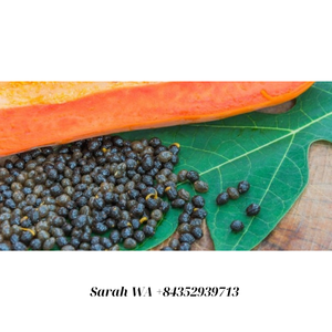 ผู้จัดจำหน่ายผลิตภัณฑ์ทางการเกษตรของเมล็ดมะละกอแห้งมะละกอผู้หญิงแดงสมุนไพรสำหรับดื่มผู้ผลิตเวียดนามขายส่ง - Product Image 5