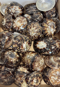 Coquille de patelle pour aquarium d'embellissement artisanal et scènes côtières - Product Image 6