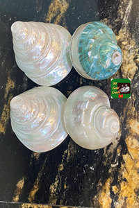 Material artesanal natural Seashell para la fabricación de joyas, suministro decorativo ecológico procedente de playas de Vietnam - Product Image 4