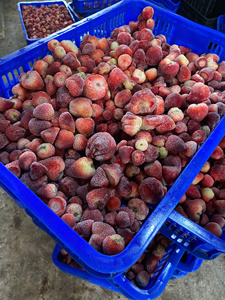 Fresas Orgánicas Congeladas IQF, Fruta Roja Entera de Vietnam - Product Image 5