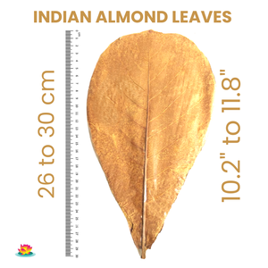 Paquete de 24 hojas de Catappa indias secas de plástico Natural 26 30 cm Accesorios de limpieza de peceras de acuario 10,2 11,8 \ "bolsa para mascotas - Product Image 1