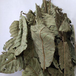 Hoja de Guayaba Seca de Alta Calidad de Vietnam, Ideal para Aplicaciones de Elaboración de Bebidas Aromáticas y Diversos Usos en la Preparación de Alimentos - Product Image 5