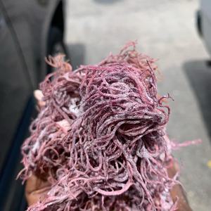 Organic Purple Seamoss Dried Laver From Vietnam Purple Irish Sea Moss Dried Purple Sea Moss Sale In Bulk Purple Irish Sea Moss - Product Image 4