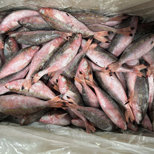 Poisson Fusilier Rouge Entier Congelé IQF de Haute Qualité 100-300g, Emballage en Vrac, Durée de Conservation 24 Mois, Fournisseur Vietnamien - Product Image 5