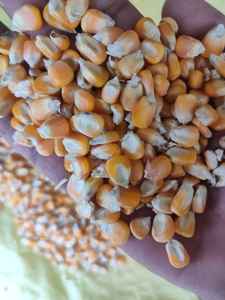 Polvo de proteína Animal, harina de maíz, Cob, en venta - Product Image 3