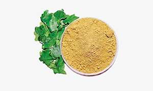 Wild Climbing Brinjal/Solanum trilobatum en polvo para alimentos saludables Hierba India utilizada para enfermedades respiratorias - Product Image 2