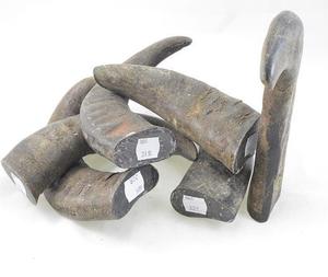 Cuerno de búfalo de buena calidad Punta blanca redonda Fabricante Calidad natural de cuerno de búfalo Puntas redondas Ágata para regalos y manualidades - Product Image 3