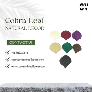 Feuilles de cobra en forme de cœur de qualité supérieure, écologiques, pour décoration de mariage, de remise de diplôme, d'Halloween, de fête des pères, d'événements à domicile, de bureau, séchées - Product Image 2