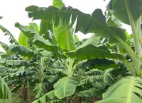 Exportador Mayorista de Plátanos Cavendish Frescos Orgánicos Sin OMG de Vietnam, que Ofrece Frutas Tropicales de Primera Calidad, Limpias, Dulces y Nutritivas