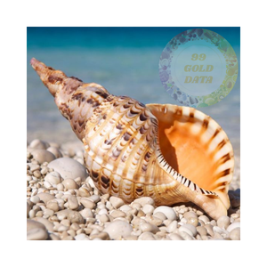 Coquilles d'escargots trompette de qualité aquarium | Idéal pour les habitats aquatiques et la décoration d'aquarium - Product Image 1