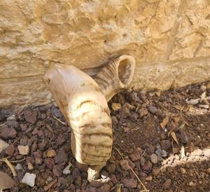 ฮอร์นแท้ฮอร์น shofar ดั้งเดิมของชาวยิว - Product Image 2