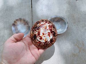 หอย limpet เพื่อตกแต่งกรอบรูปและขวดโหลเปลือกหอย Limpet ระดับพรีเมี่ยมสำหรับงานศิลปะเปลือกหอยสไตล์ทะเลและของขวัญริมทะเล - Product Image 5