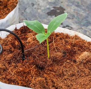 Dalle de coco de taille personnalisée pour les plantes hydroponiques - Product Image 2
