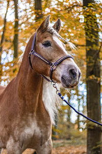 Licou de cheval Bling King & Beau marron cuir de haute qualité prix bon marché licou en cuir de cheval - Product Image 3