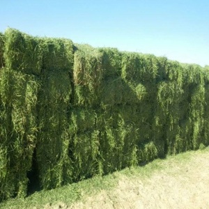 Heno de Alfalfa de Alta Calidad en Pacas para Alimentación de Ganado, Suministro Agrícola, Heno Verde Fresco de Grado de Exportación, Empaquetado en Palets para Venta - Product Image 5