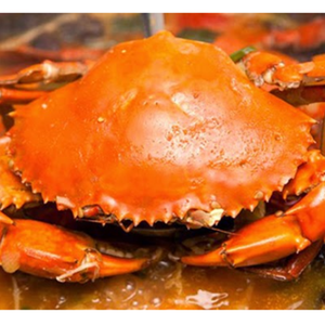 Carne de cangrejo congelada recién cocinada: perfecta para cualquier plato/carne de cangrejo congelada cocida de excelente calidad conservación a largo plazo - Product Image 4