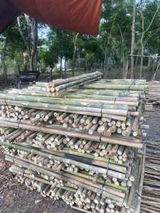 Estacas de Bambú Secas para Agricultura, Procesamiento Personalizado, Venta al por Mayor - Product Image 3