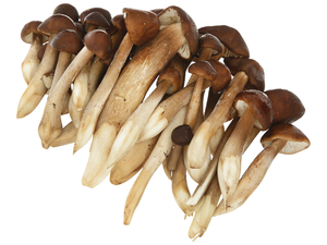 SETA DE TERMITAS SALVAJES/UN TESORO DE LA NATURALEZA/HECHO EN VIETNAM - Product Image 5