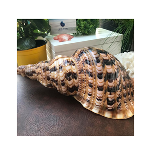 ปรับปรุงโครงการงานฝีมือของคุณด้วยรายละเอียดที่ซับซ้อนของเปลือกหอยหอยทากทรัมเป็ตธรรมชาติ - Product Image 1