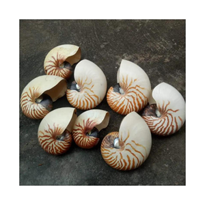 Coquille de coquillage au meilleur prix pour décoration avec couleur naturelle artisanat vietnamien 99GD - Product Image 2