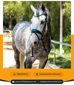 Brida de Cristal de Roca de Alta Calidad a Precio de Mayoreo, Edición Limitada, No Perenne - Product Image 2