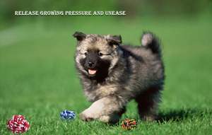 High Quality Durable Teeth Cleaning Bite Resistant Molar <b>Chew</b> Cotton Rope Knitted Lobster Pet Dog <b>Toy</b> with Anxiety Relief - Product Image 3