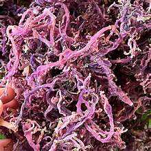 COTON D'ALGUES ROUGES NATURELLES POUR UNE NUTRITION BIOLOGIQUE ET UN SUPPORT IMMUNITAIRE UTILISATIONS FONCTIONNELLES - Product Image 2