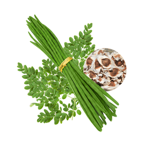 Graines de Moringa de qualité supérieure - Product Image 3