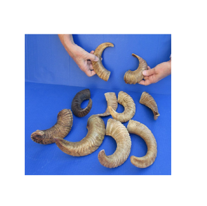 Cuerno de cabra natural tamaño cuerno de cabra indio para masticar perros y producto color de cuerno natural muestra gratis - Product Image 1