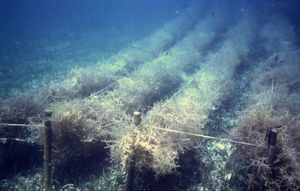 VIETNAMESE SARGASSUM <b>SEAWEED</b> - HIGH QUALITY - 100% NATURAL - Product Image 4