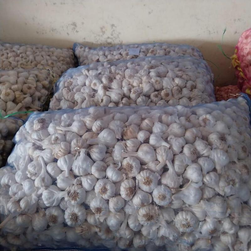 Fresh Pure White Garlic 1 Grade